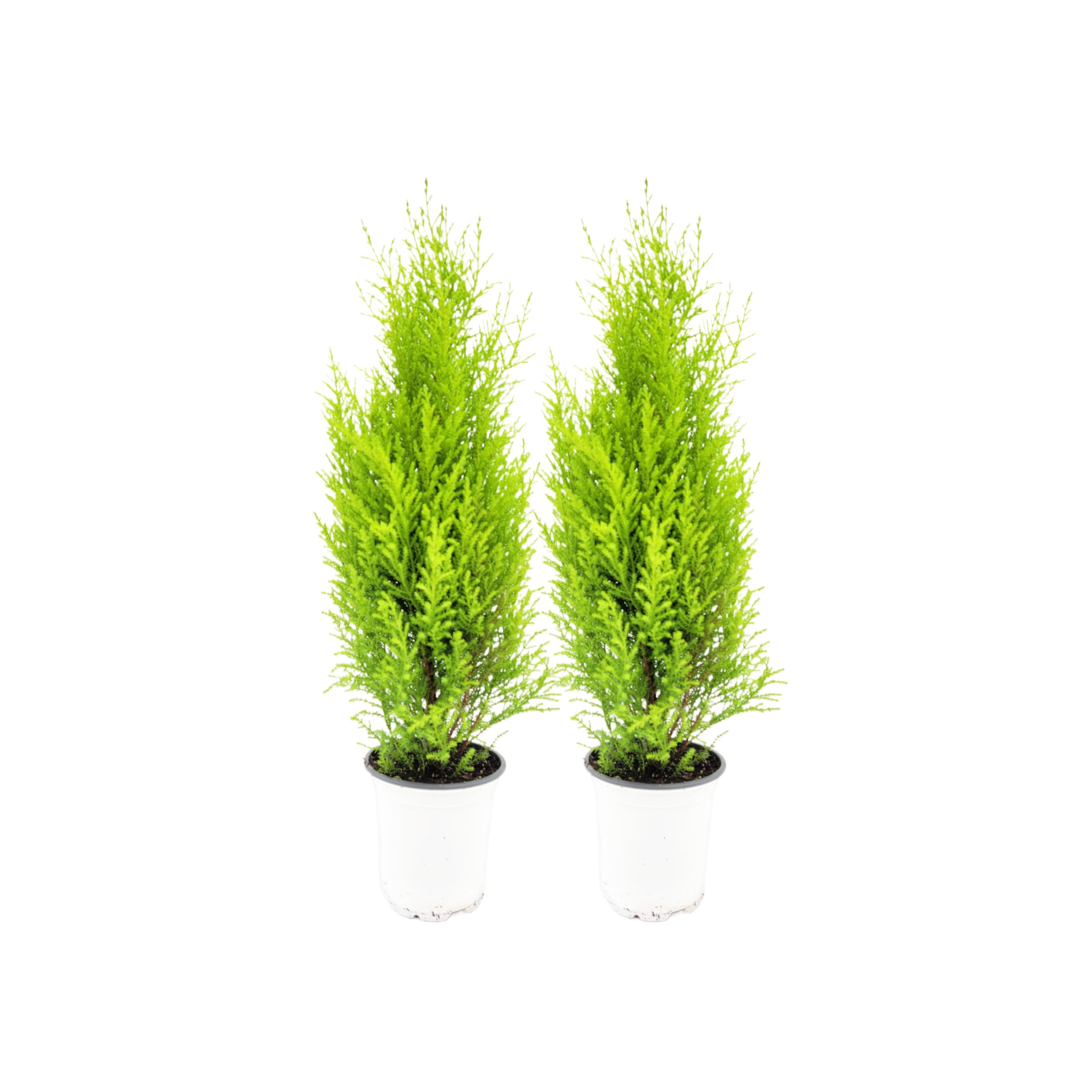 Amazon.com : 2-PK Live Dwarf Lemon Cypress, Cupressus macrocarpa